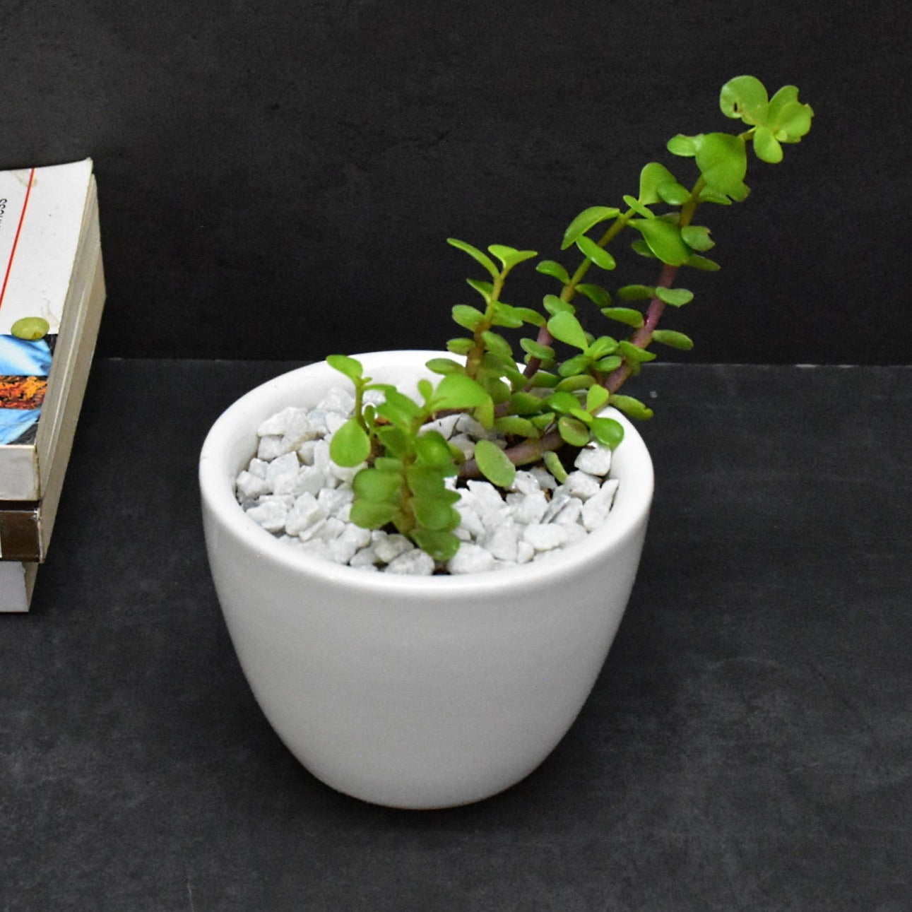 Set of 2 Ceramic Planter Pots for Indoor Outdoor, Gift : (10.5x10.5x8 CM ,White)