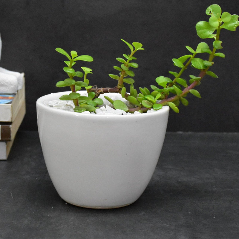 Ceramic Planter Pot for Indoor Outdoor, Gift : (10.5x10.5x8 CM ,White)