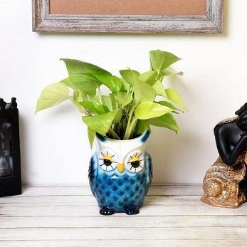 Blue Owl Resin Succulent Pot - Deczo