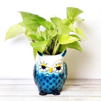 Blue Owl Resin Succulent Pot - Deczo